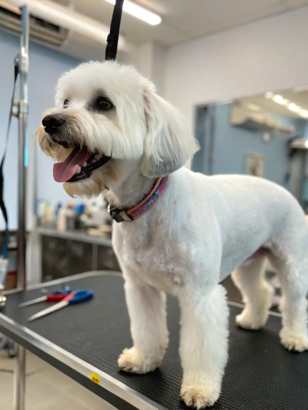 A medium shot of a Golden Retriever with a sleek and healthy coat after a de-shedding treatment at Kavalirček. The dog is sitting calmly, looking happy and relaxed.